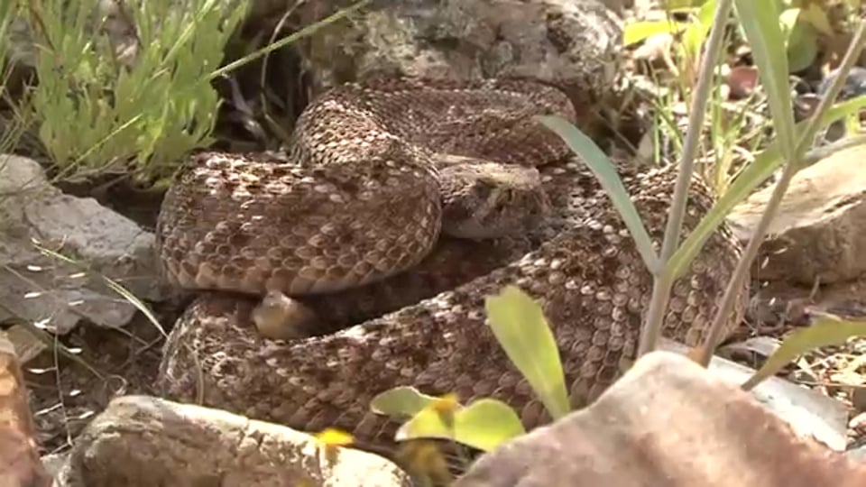 Clip: BMW Group eröffnet Batteriefabrik in Shenyang.