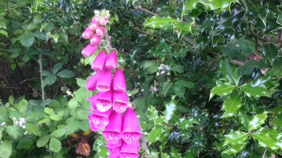 WRC – FIA World Rallye Championship 2018 – Stop 1: Monte Carlo,  Friday – night stages