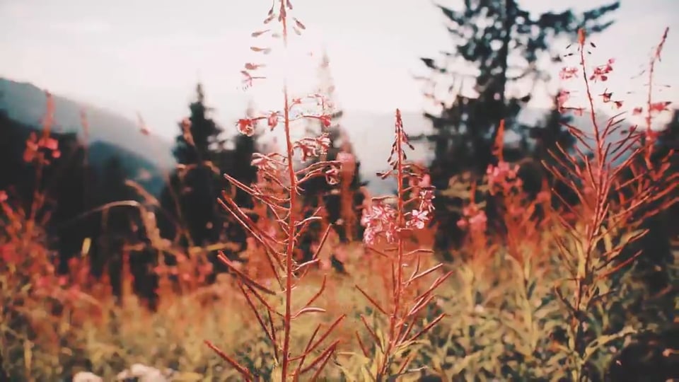 OFFROAD NETWORK - Rock's Bumper