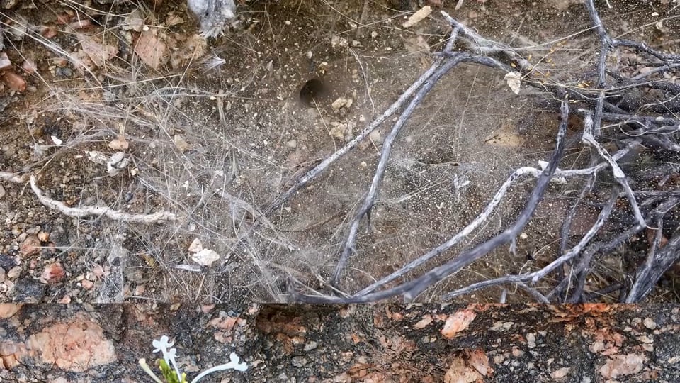 Weltpremiere in Genf: Studie ŠKODA VISION X kombiniert CNG-, Benzin- und Elektroantrieb