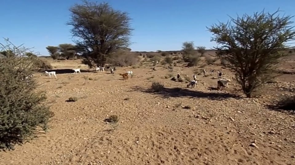 Weltpremiere für den Mission E Cross Turismo – Das Serienfahrzeug dazu kommt 2019...