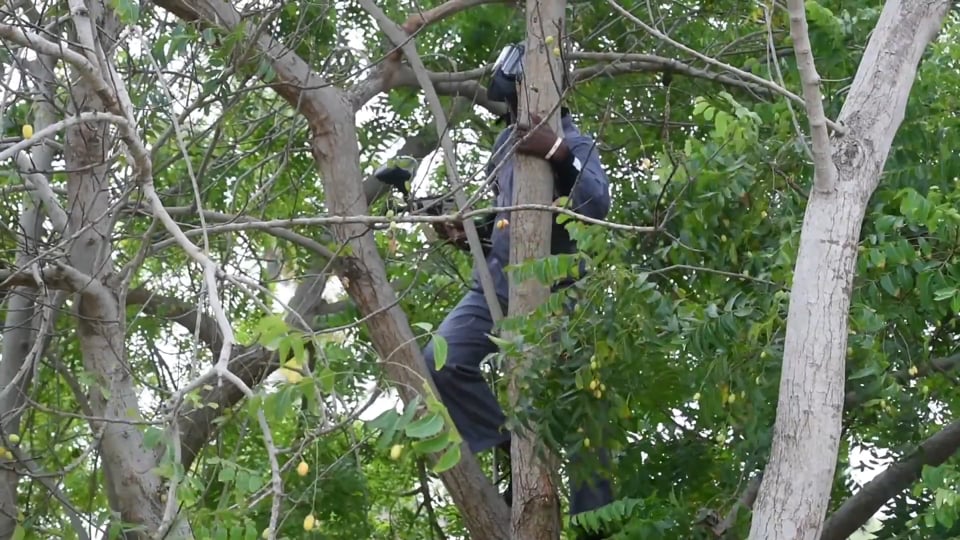 The 1970s: A Porsche 917 on canvas