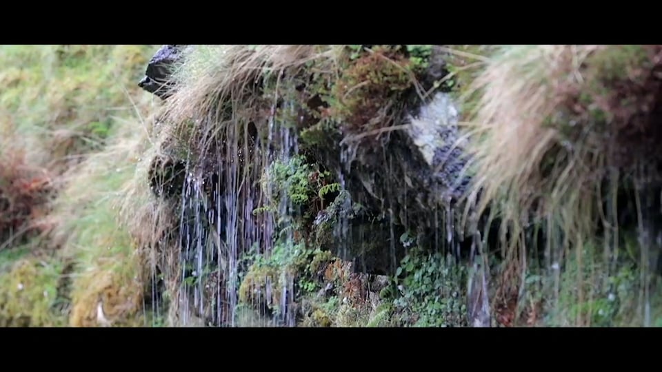 Porsche Carrera Cup Deutschland, 14. Lauf, Hockenheimring: Thomas Preining fährt als Meister zum zehnten Saisonsieg