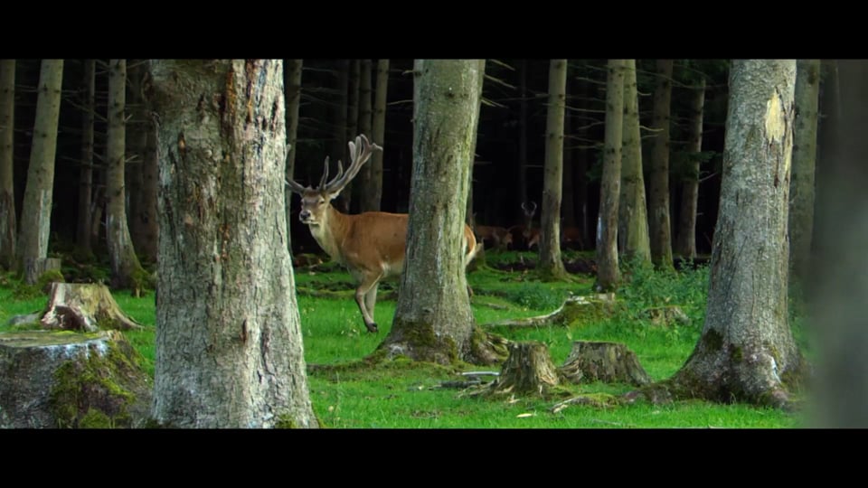 Die neuen Abarth 595 Modelle feiern auf der Targa Florio ihre Premiere.