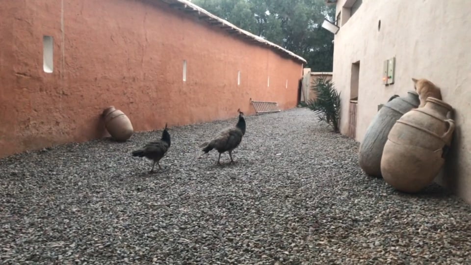 Motorrad Stuntshow beim Wörthersee Treffen.